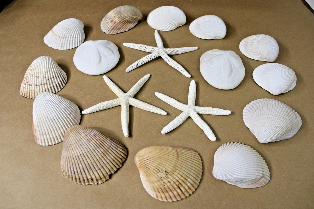 Lot of Sea Shells Starfish Large Size Nautical Coastal Decor Includes Hangers